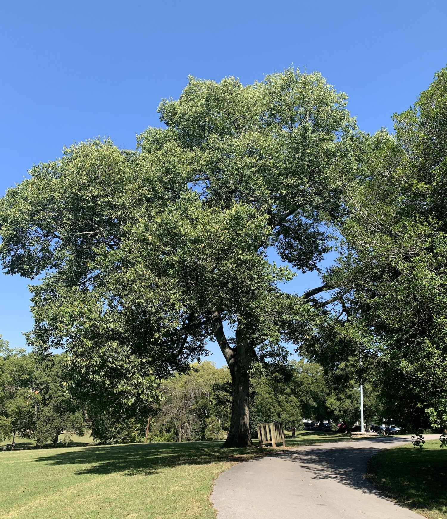 Western Hackberry Plant Guide